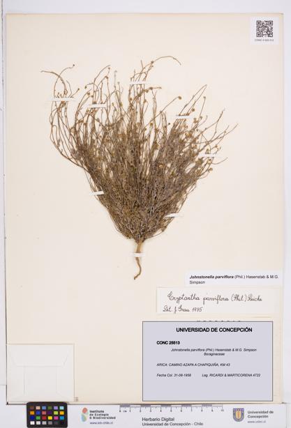 Johnstonella parviflora [Espécimen: ]