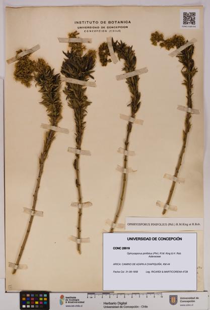 Ophryosporus pinifolius [Espécimen: UDEC:CONC:0025519]