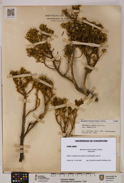 Baccharis incarum [Espécimen: UDEC:CONC:0025523]