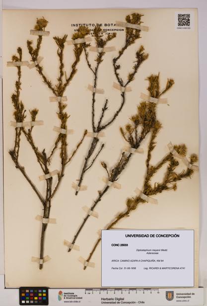 Diplostephium meyenii [Espécimen: UDEC:CONC:0025533]