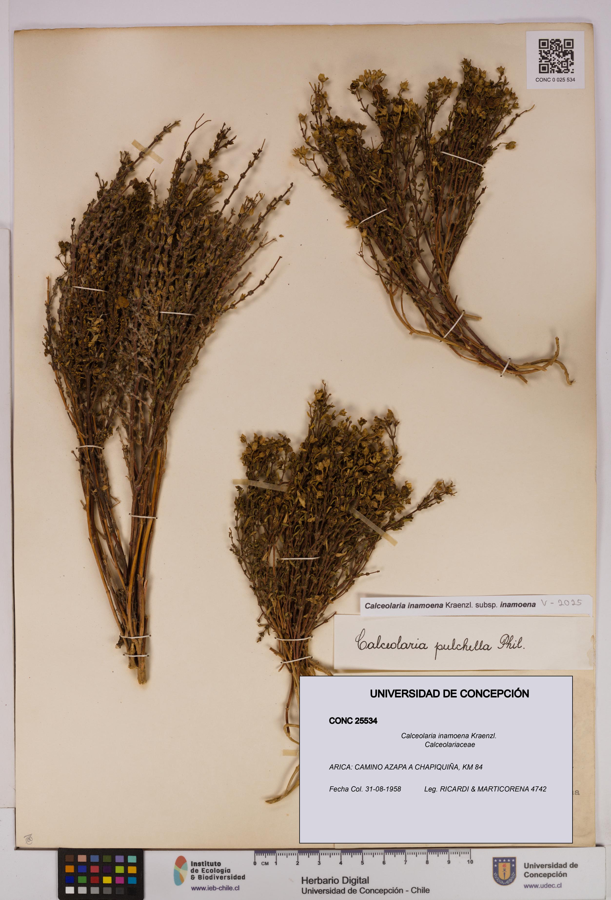 Calceolaria inamoena [Espécimen: UDEC:CONC:0025534]