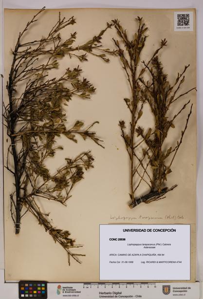 Lophopappus tarapacanus [Espécimen: UDEC:CONC:0025536]