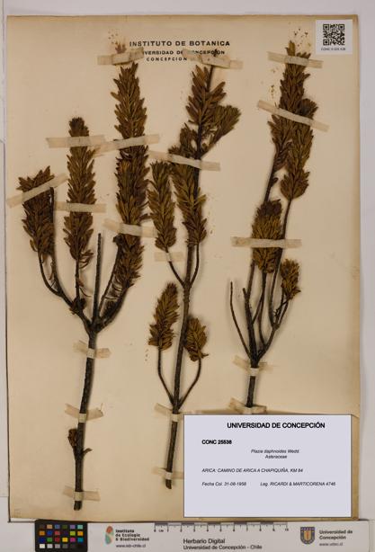 Plazia daphnoides [Espécimen: UDEC:CONC:0025538]