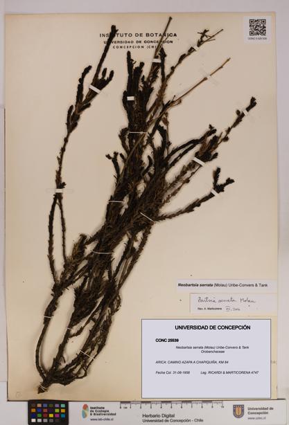 Neobartsia serrata [Espécimen: UDEC:CONC:0025539]