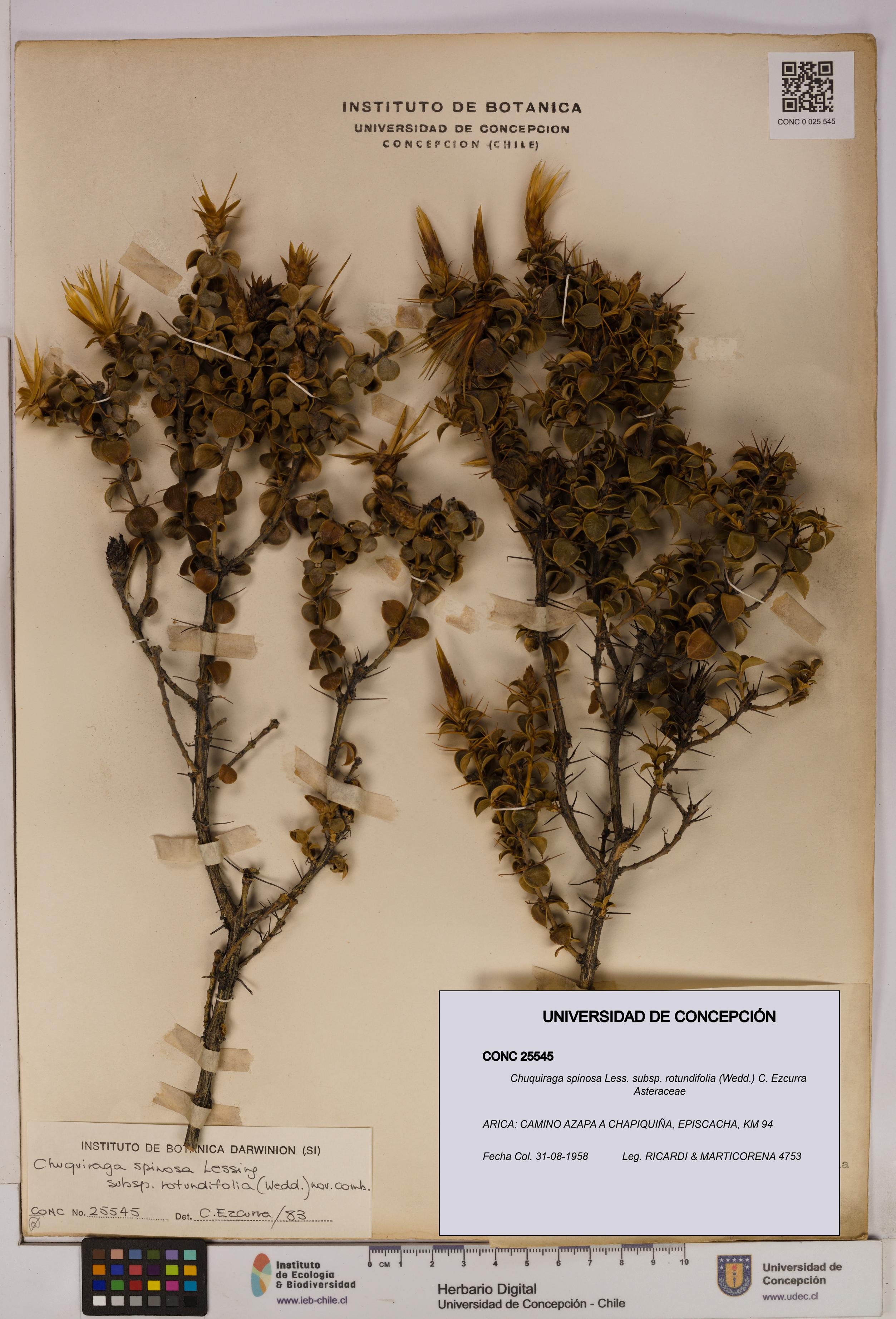 Chuquiraga spinosa subsp. rotundifolia [Espécimen: UDEC:CONC:0025545]