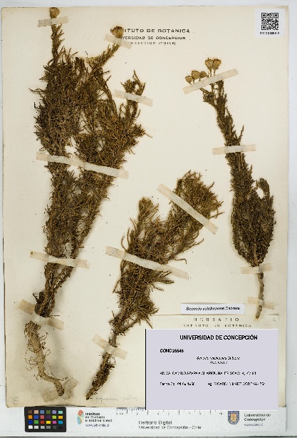 Senecio reicheanus [Espécimen: UDEC:CONC:0025546]