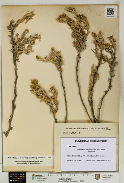 Chersodoma jodopappa [Espécimen: UDEC:CONC:0025547]