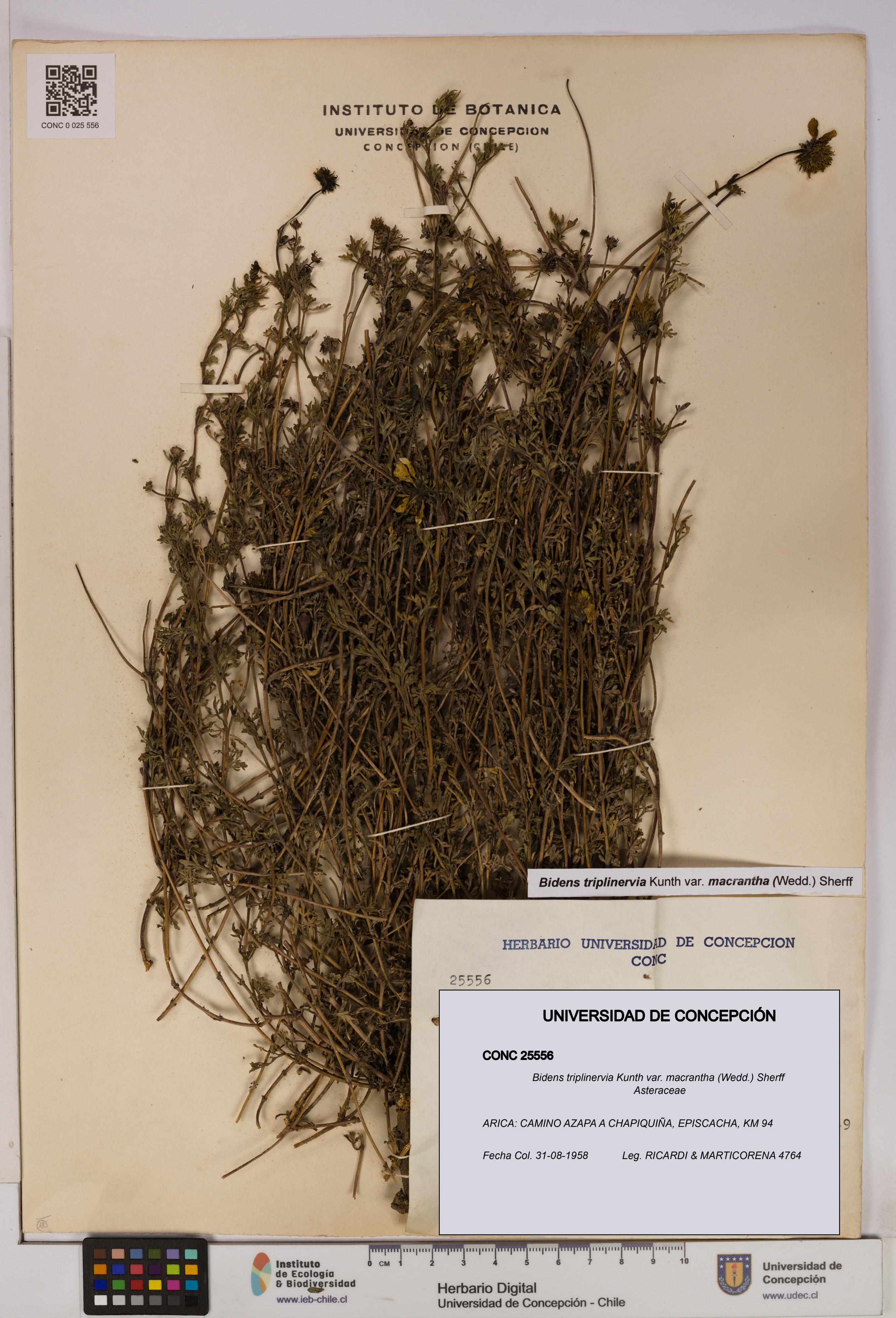 Bidens triplinervia [Espécimen: UDEC:CONC:0025556]