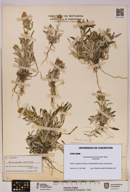 Gamochaeta americana [Espécimen: UDEC:CONC:0025559]