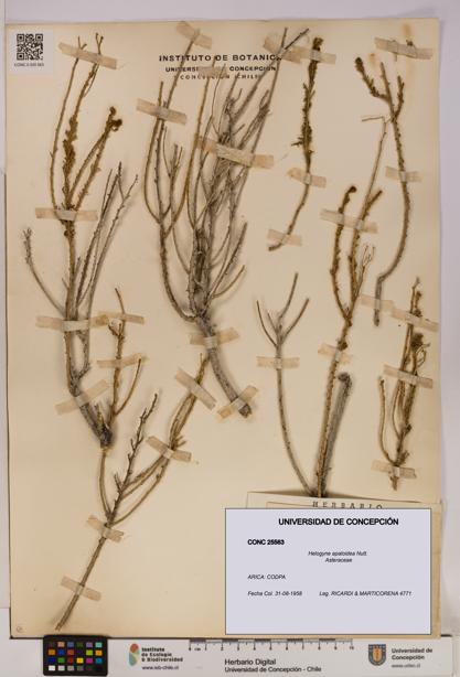 Helogyne apaloidea [Espécimen: UDEC:CONC:0025563]