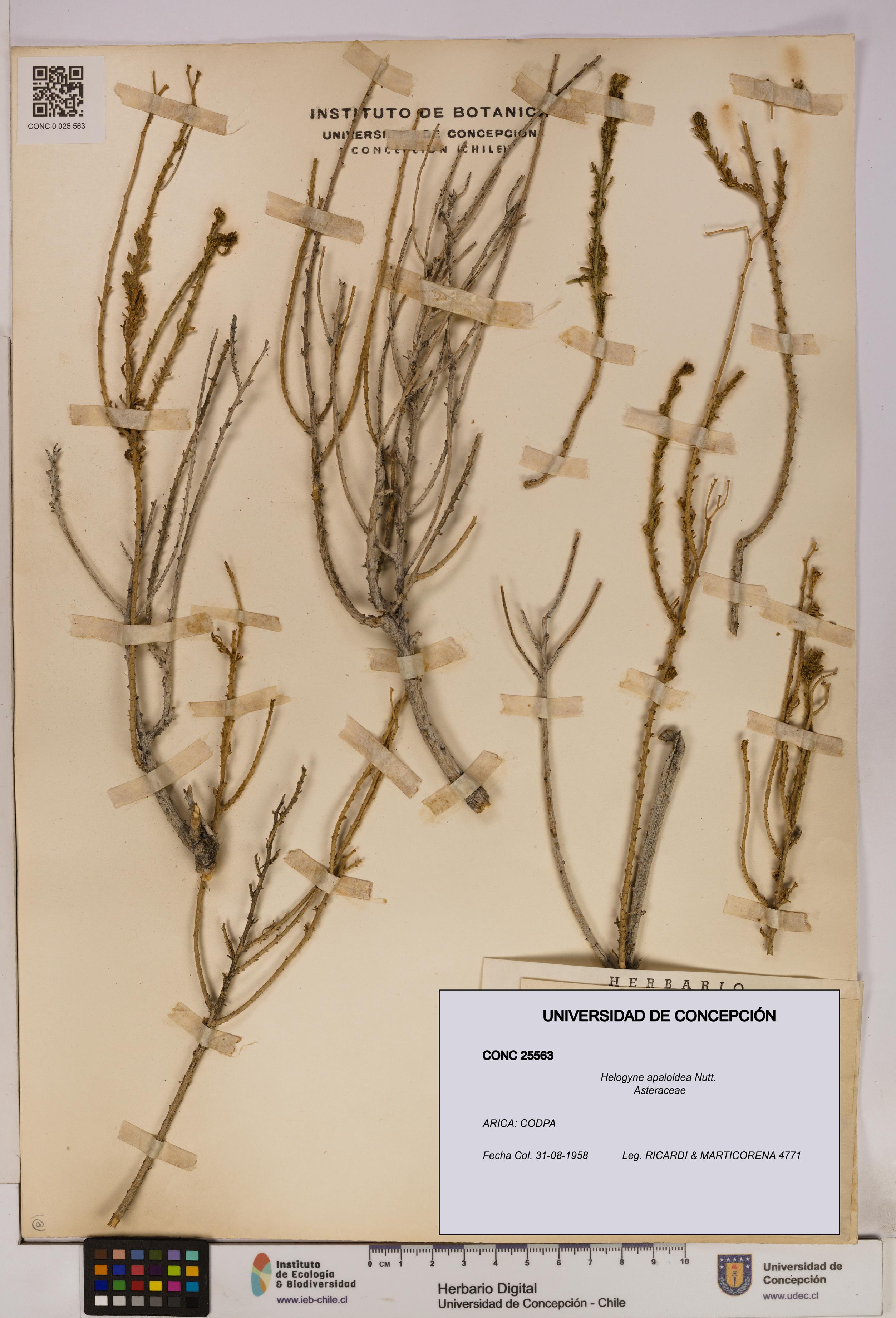 Helogyne apaloidea [Espécimen: UDEC:CONC:0025563]