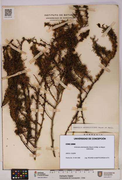 Ambrosia artemisioides [Espécimen: UDEC:CONC:0025565]