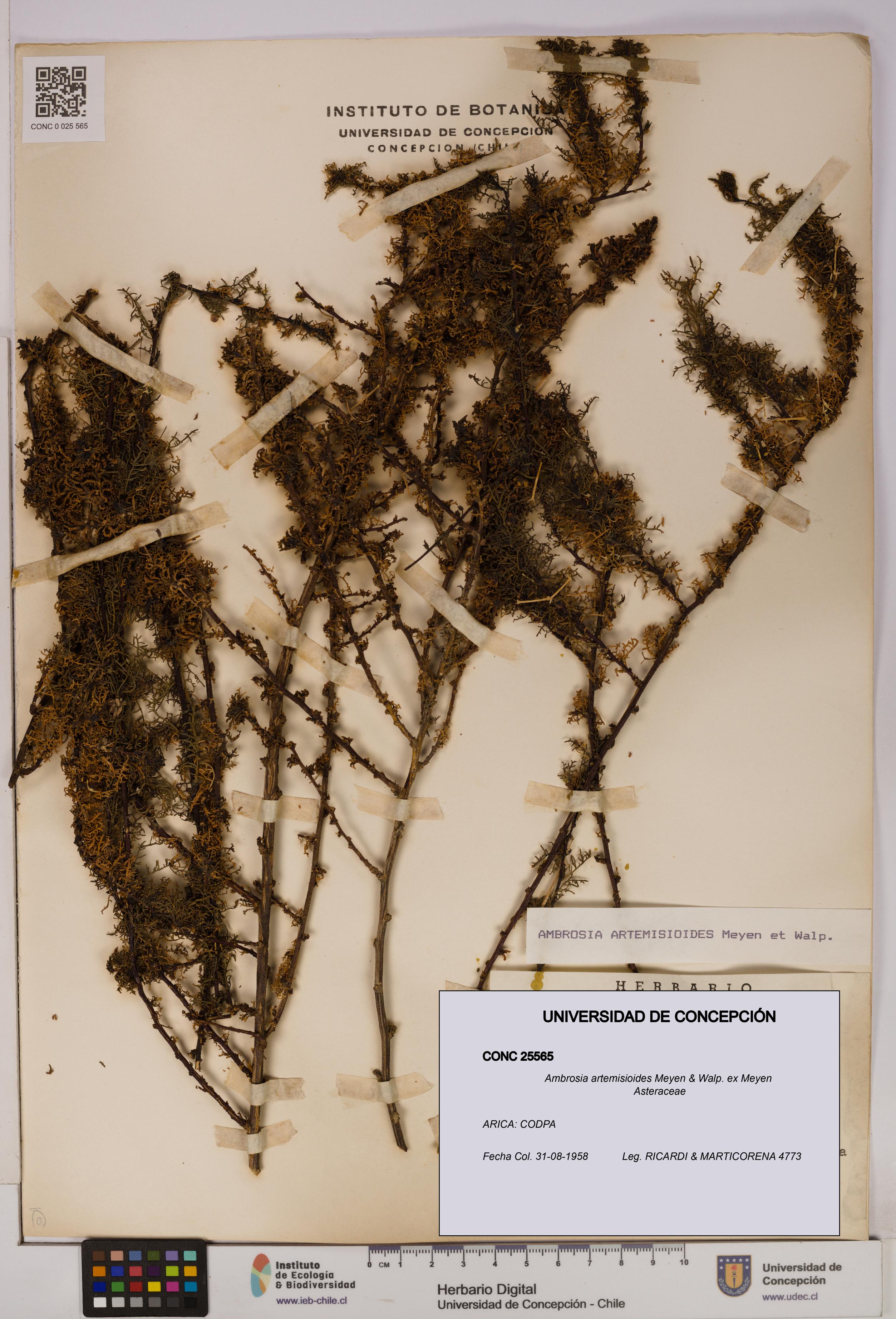 Ambrosia artemisioides [Espécimen: UDEC:CONC:0025565]