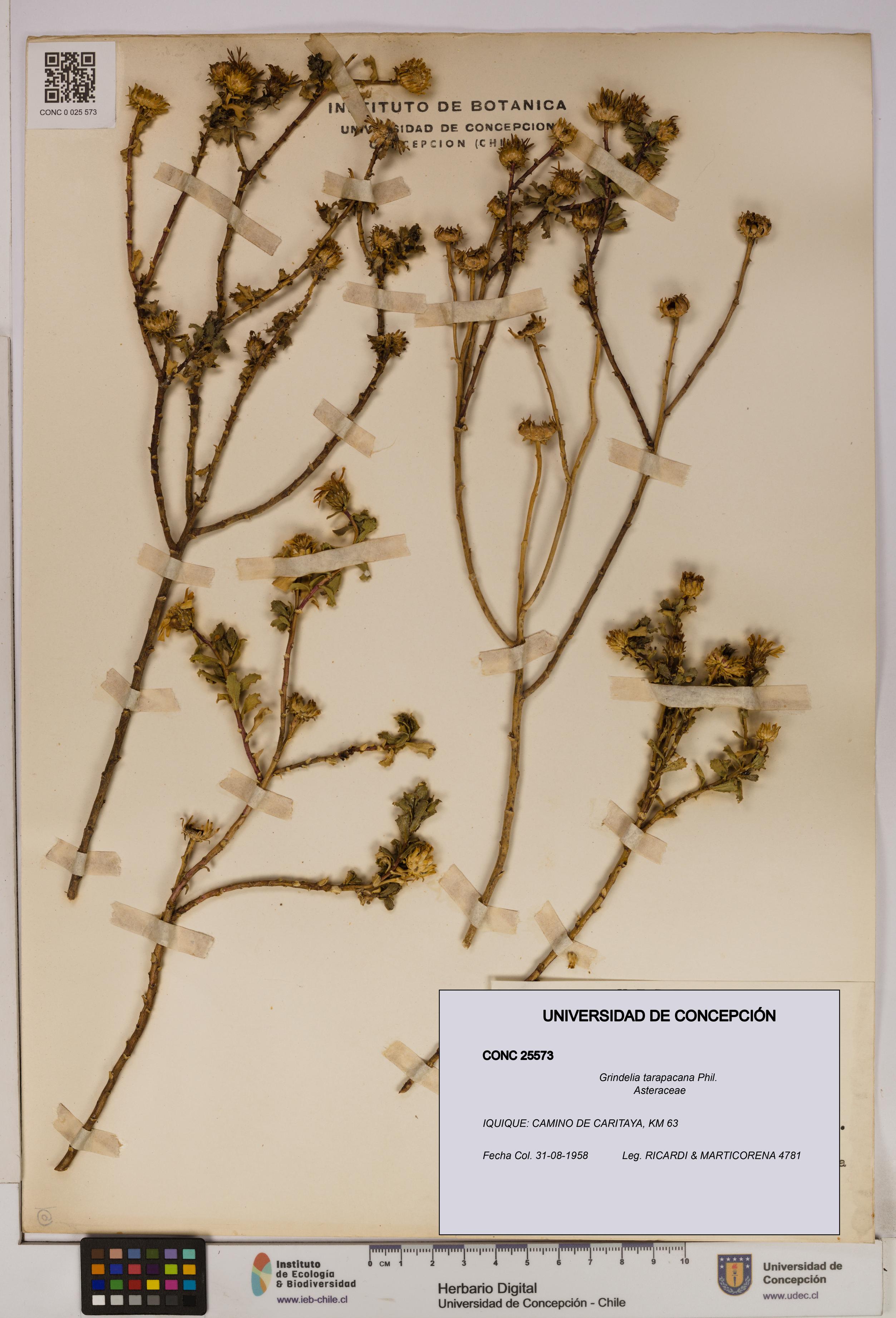 Grindelia tarapacana [Espécimen: UDEC:CONC:0025573]