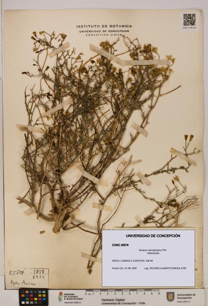 Senecio ctenophyllus [Espécimen: UDEC:CONC:0025578]