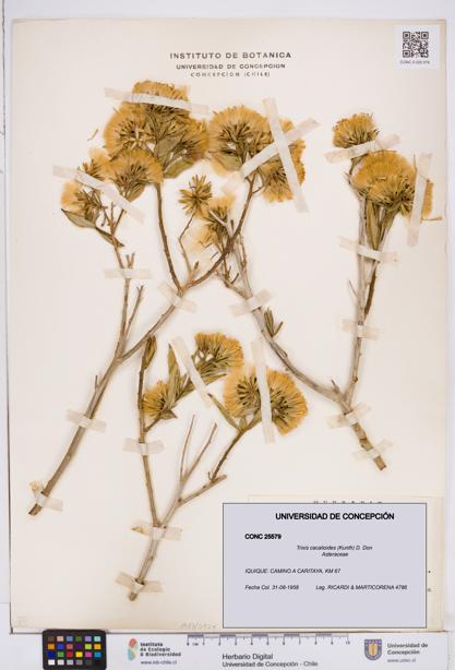 Trixis cacalioides [Espécimen: ]