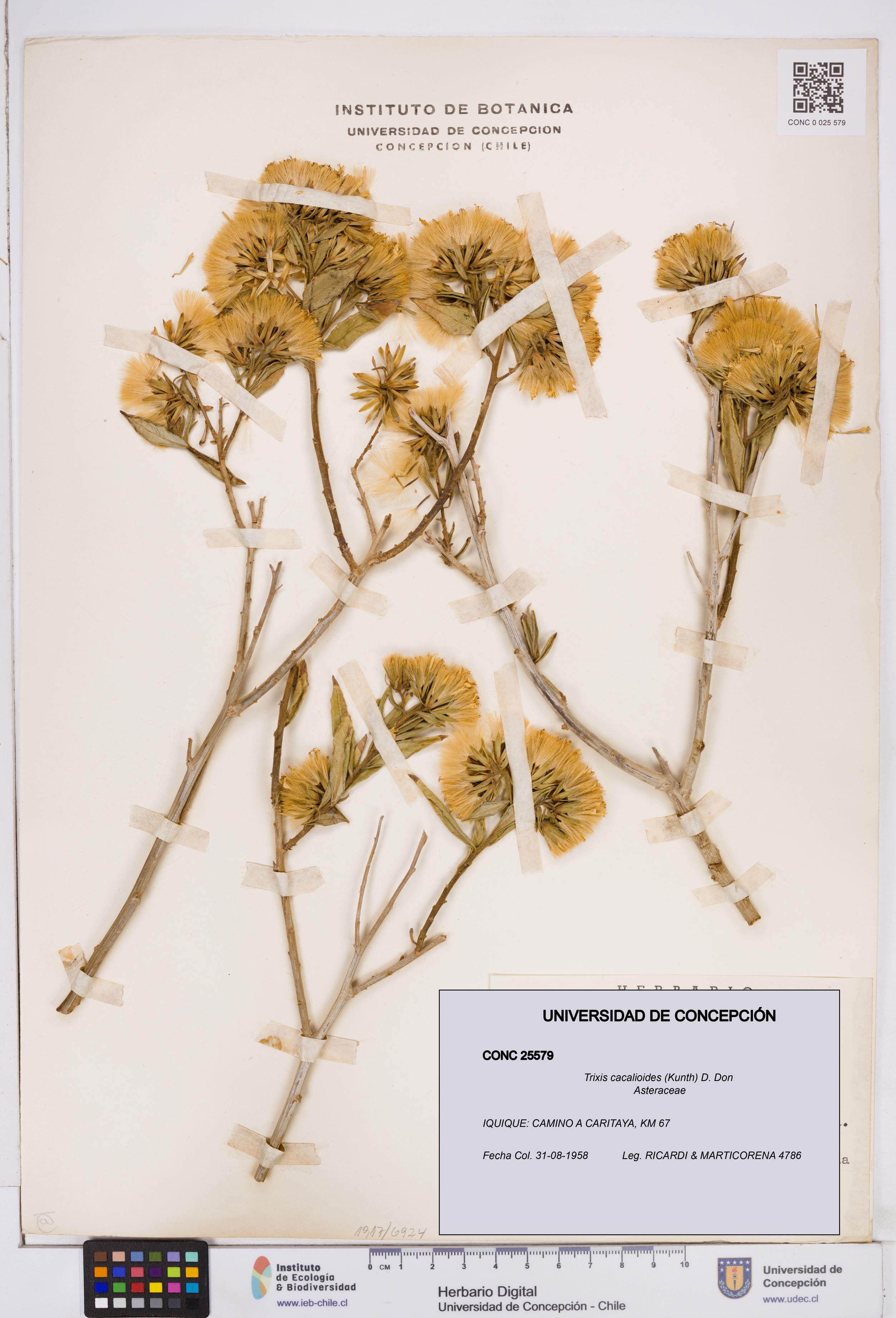 Trixis cacalioides [Espécimen: ]