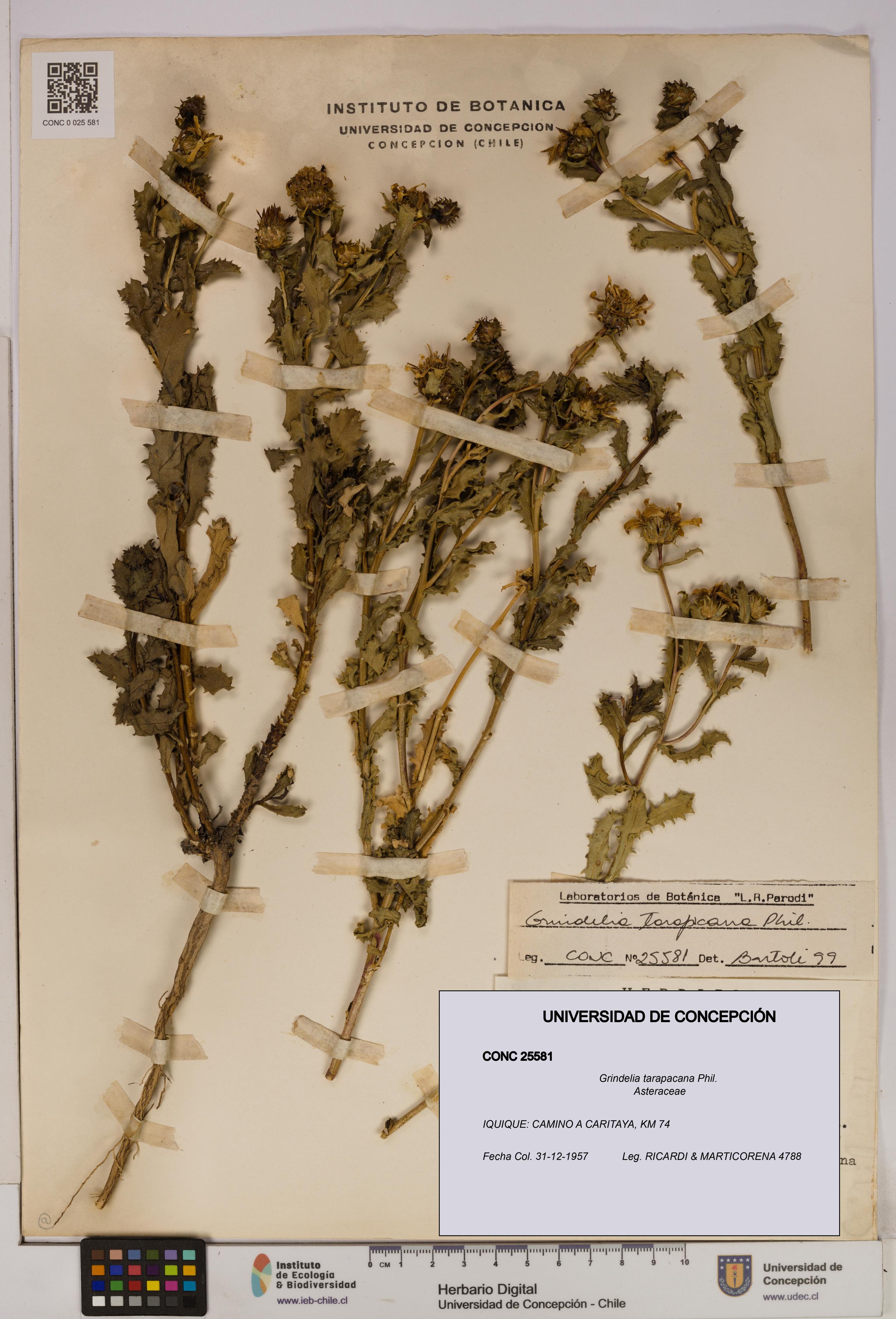 Grindelia tarapacana [Espécimen: UDEC:CONC:0025581]