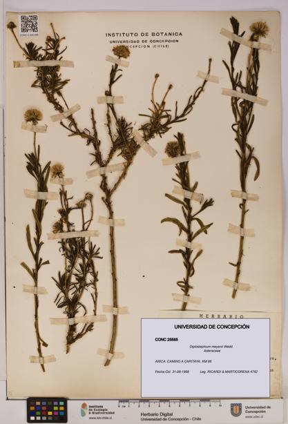 Diplostephium meyenii [Espécimen: UDEC:CONC:0025585]