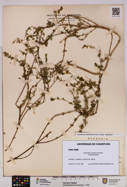 Calceolaria inamoena [Espécimen: UDEC:CONC:0025586]
