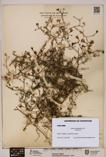 Senecio ctenophyllus [Espécimen: UDEC:CONC:0025588]