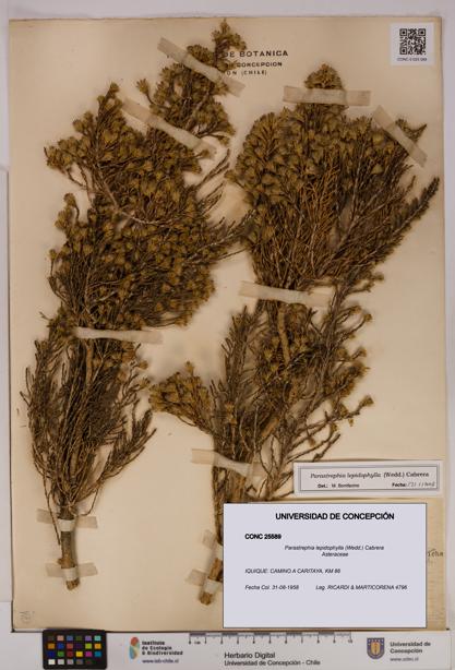 Parastrephia lepidophylla [Espécimen: UDEC:CONC:0025589]