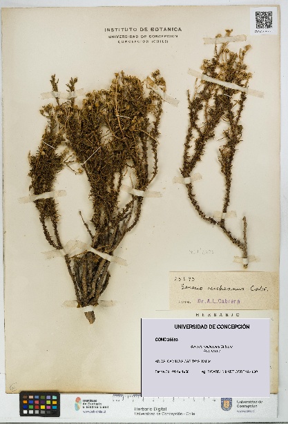 Senecio reicheanus [Espécimen: UDEC:CONC:0025593]