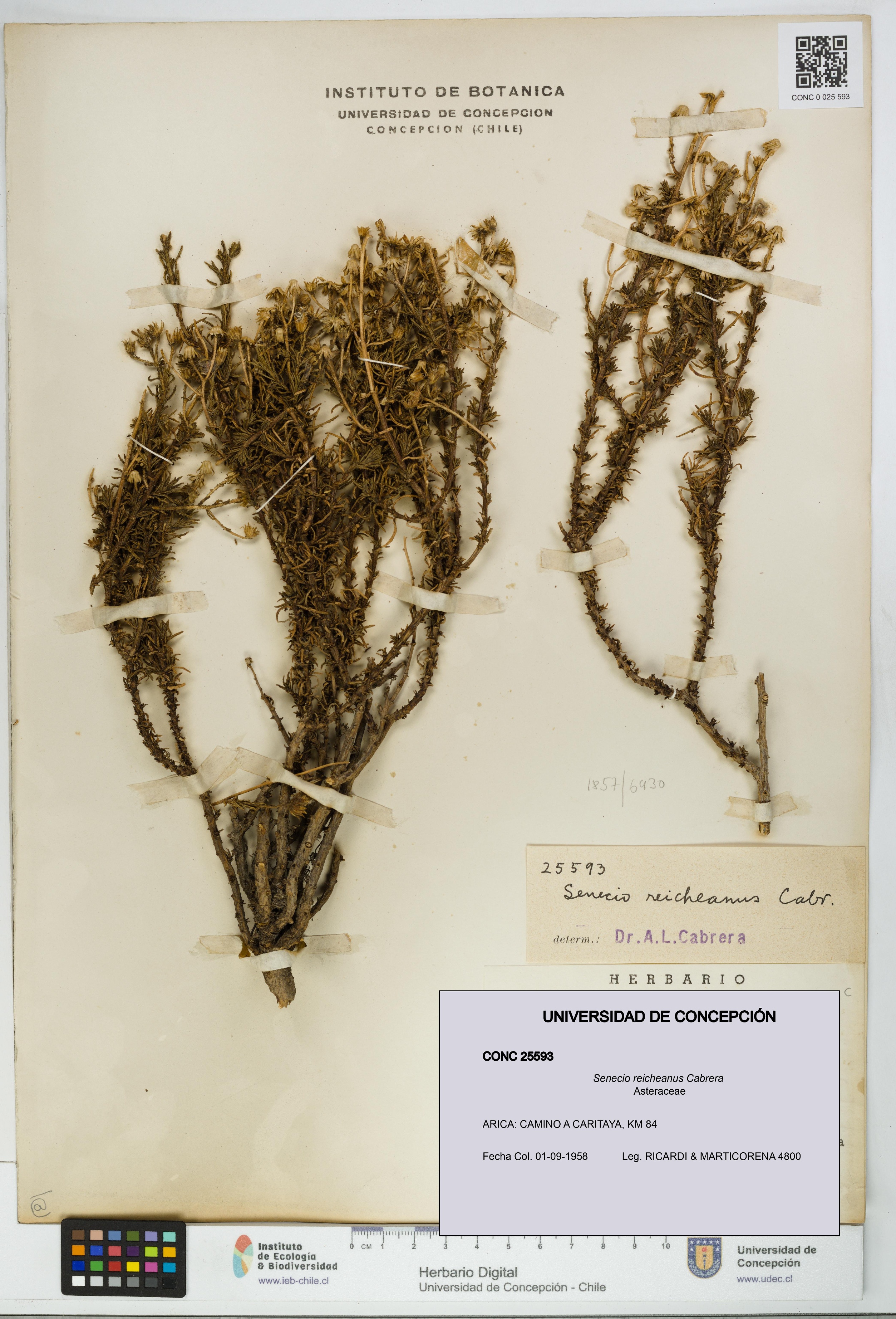 Senecio reicheanus [Espécimen: UDEC:CONC:0025593]