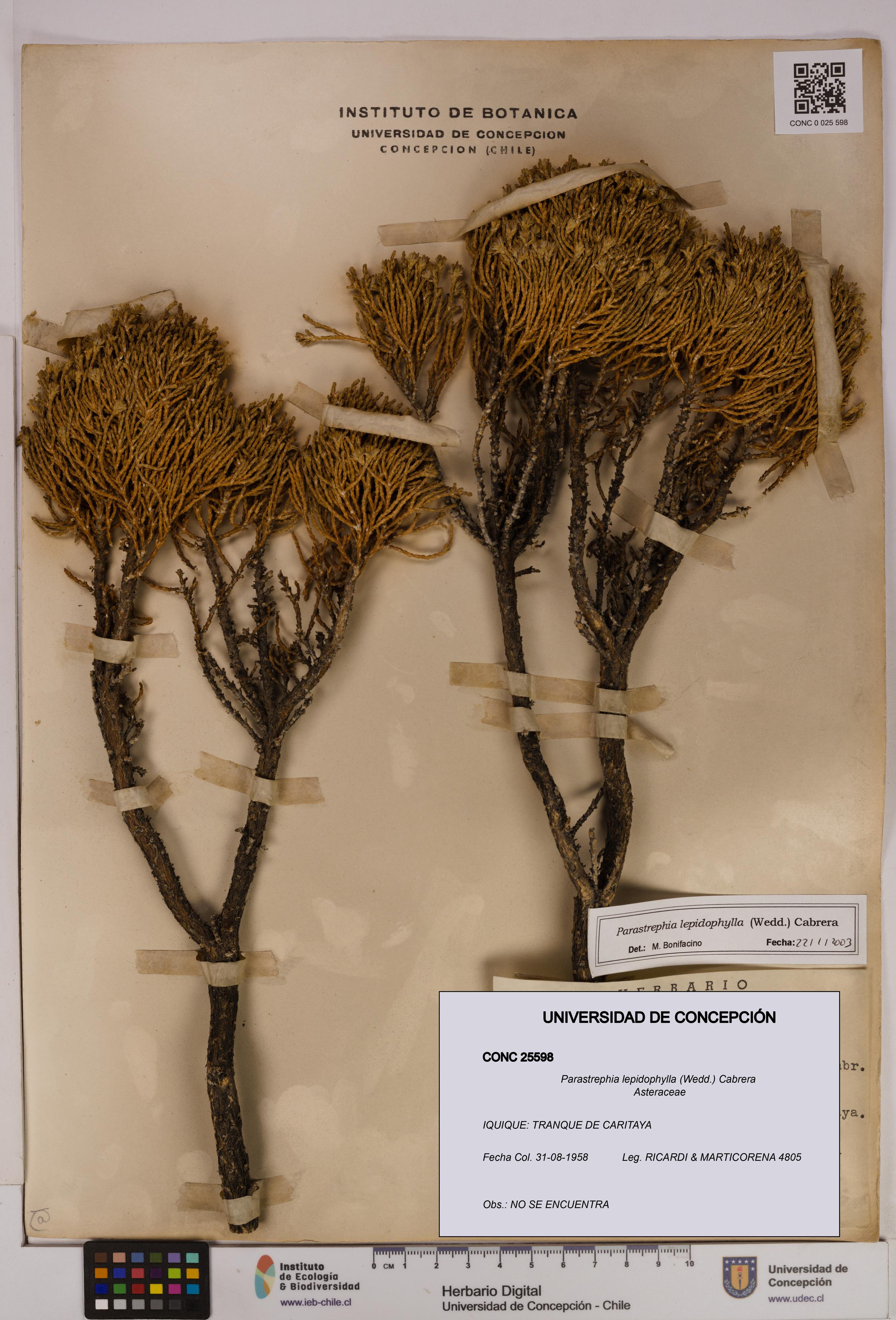 Parastrephia lepidophylla [Espécimen: UDEC:CONC:0025598]