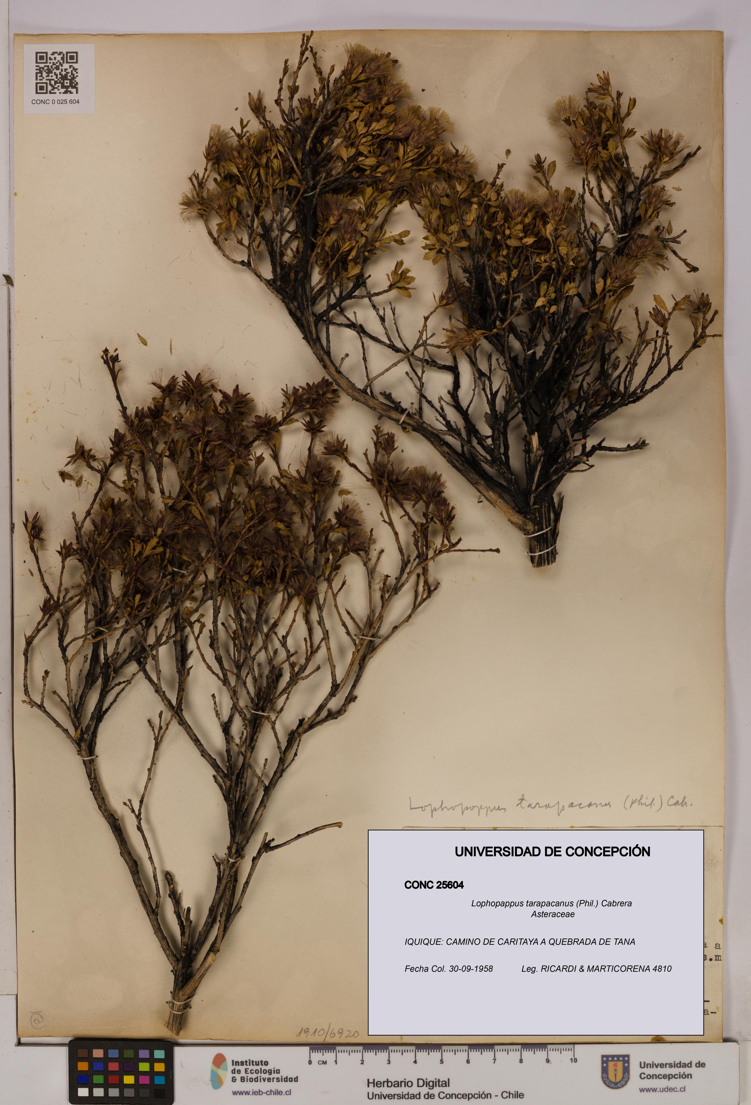 Lophopappus tarapacanus [Espécimen: UDEC:CONC:0025604]