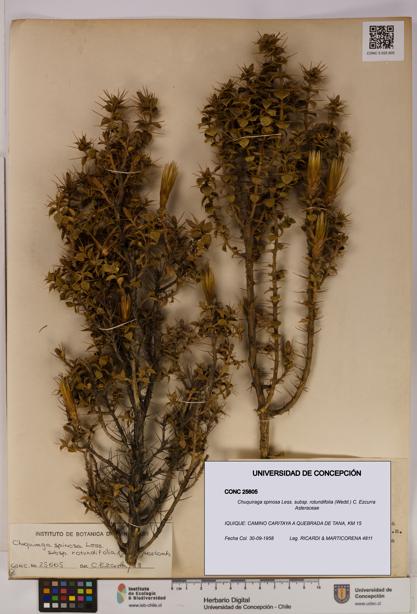 Chuquiraga spinosa subsp. rotundifolia [Espécimen: UDEC:CONC:0025605]