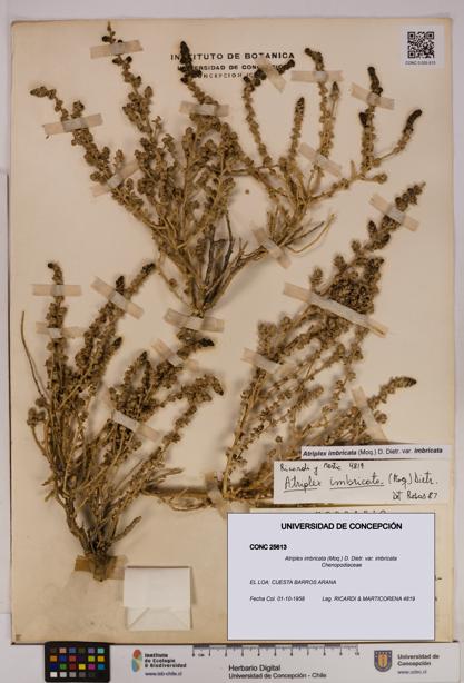 Atriplex imbricata [Espécimen: UDEC:CONC:0025613]