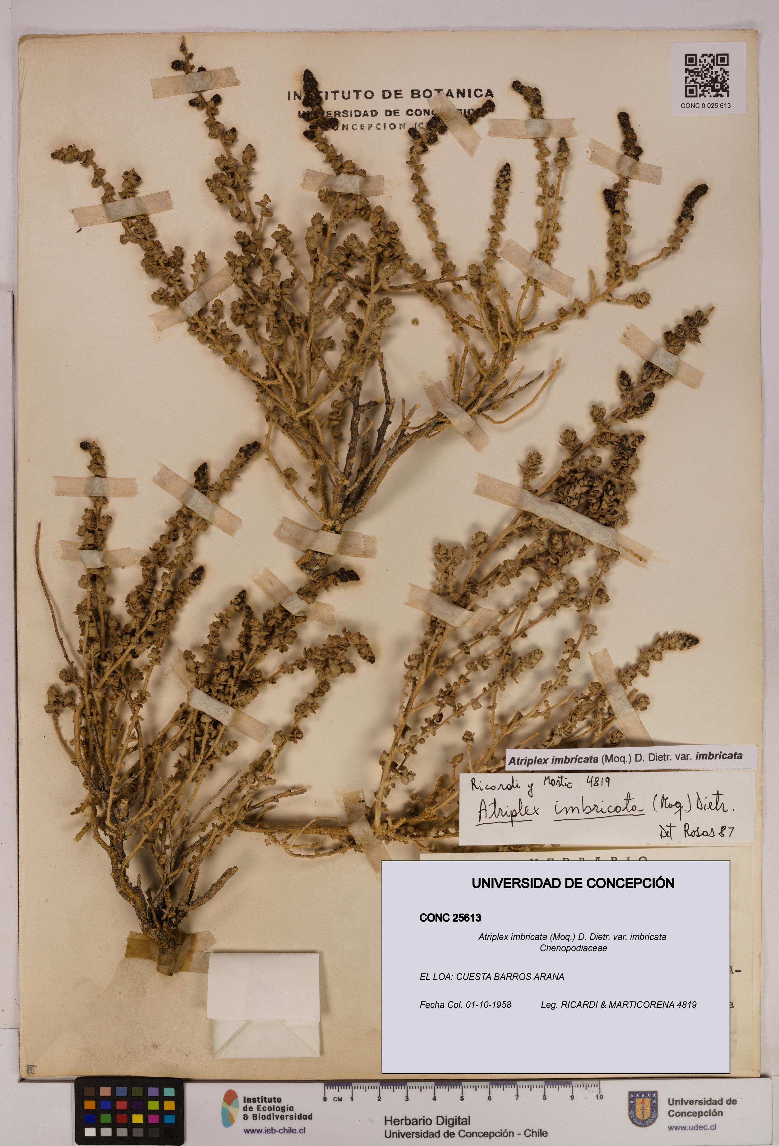 Atriplex imbricata [Espécimen: UDEC:CONC:0025613]