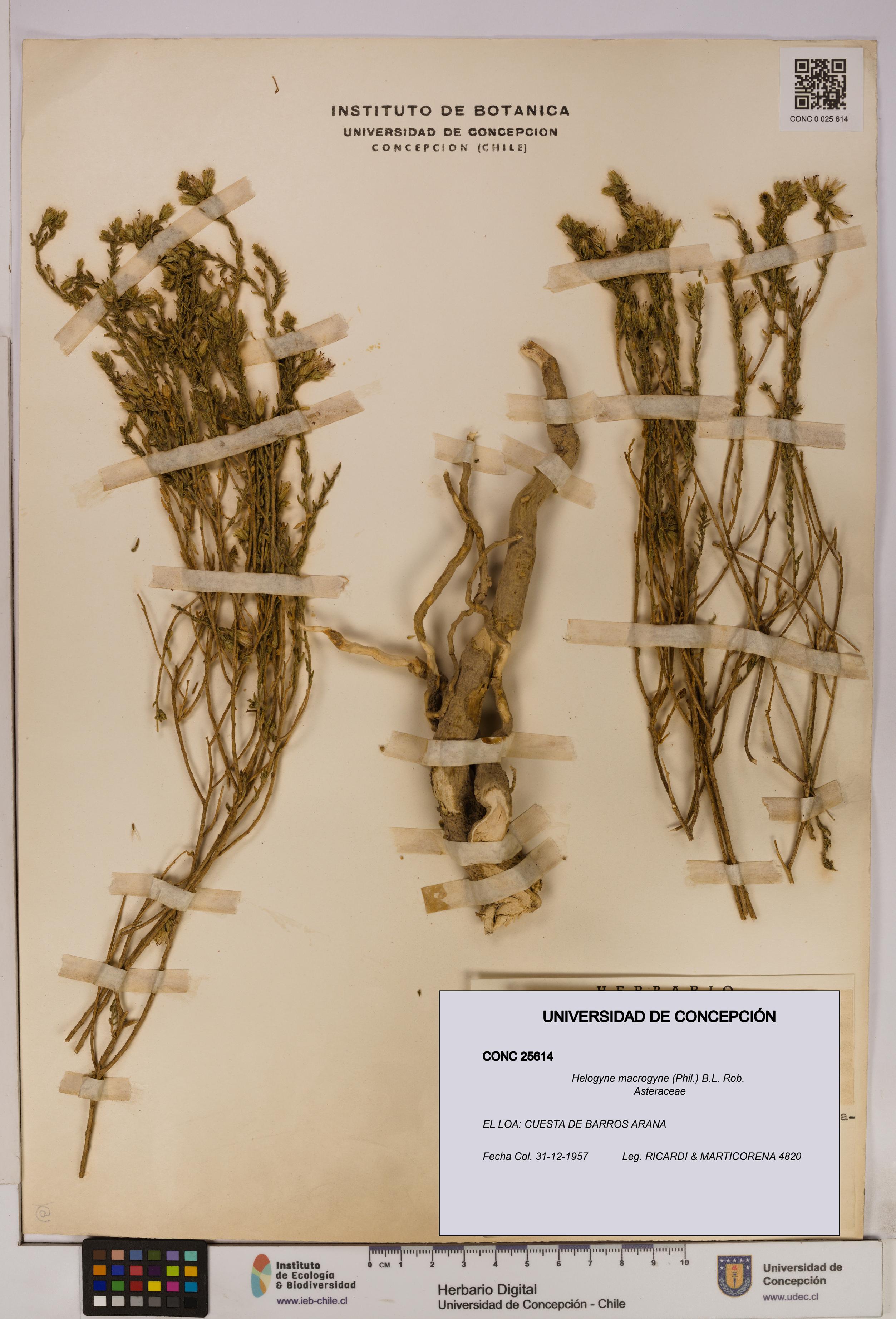 Helogyne macrogyne [Espécimen: UDEC:CONC:0025614]