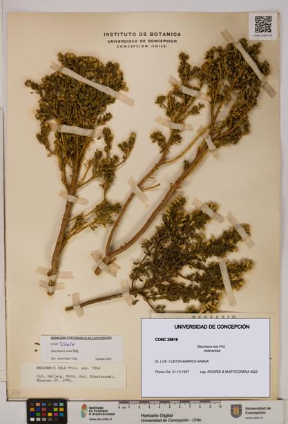 Baccharis tola [Espécimen: UDEC:CONC:0025616]