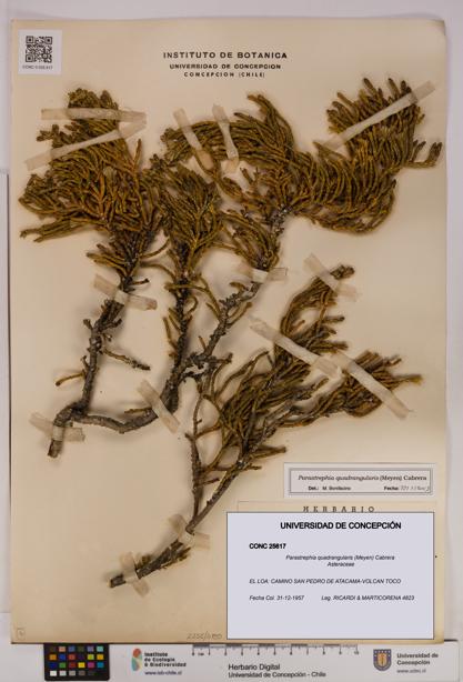 Parastrephia quadrangularis [Espécimen: UDEC:CONC:0025617]