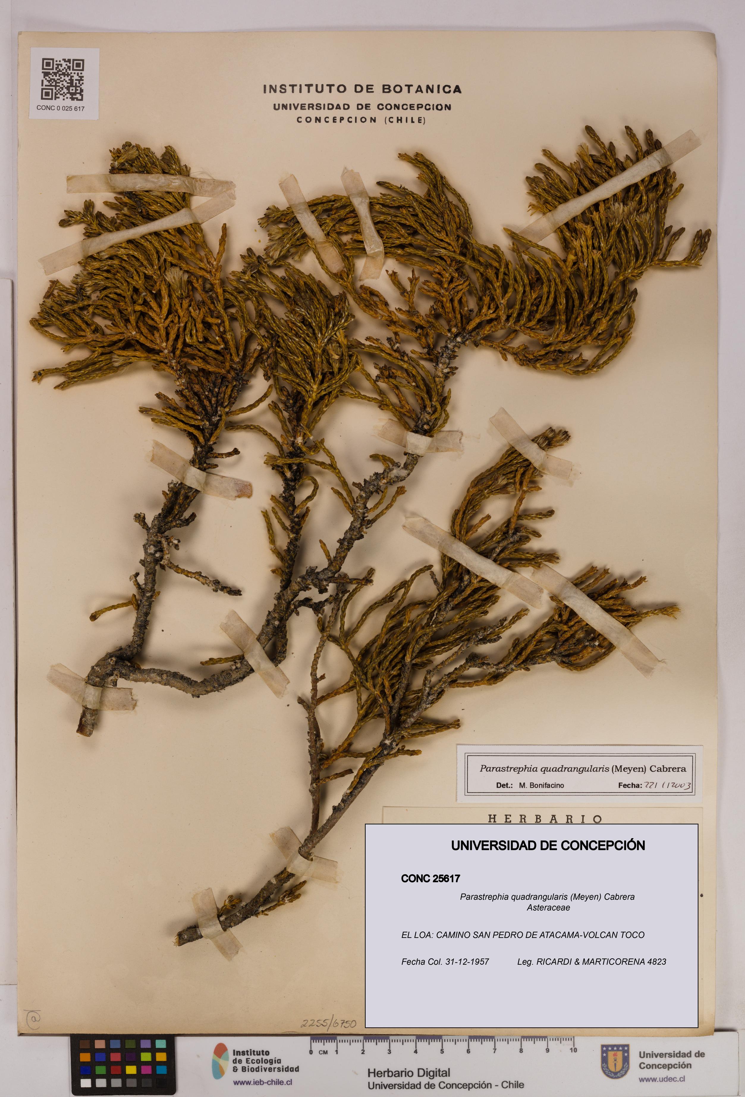 Parastrephia quadrangularis [Espécimen: UDEC:CONC:0025617]