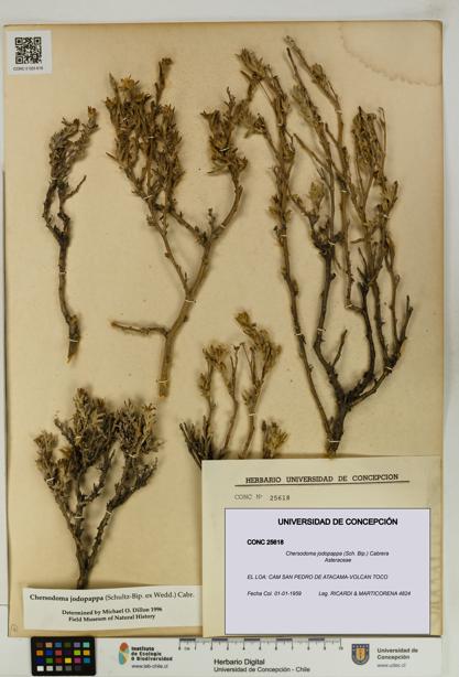 Chersodoma jodopappa [Espécimen: UDEC:CONC:0025618]