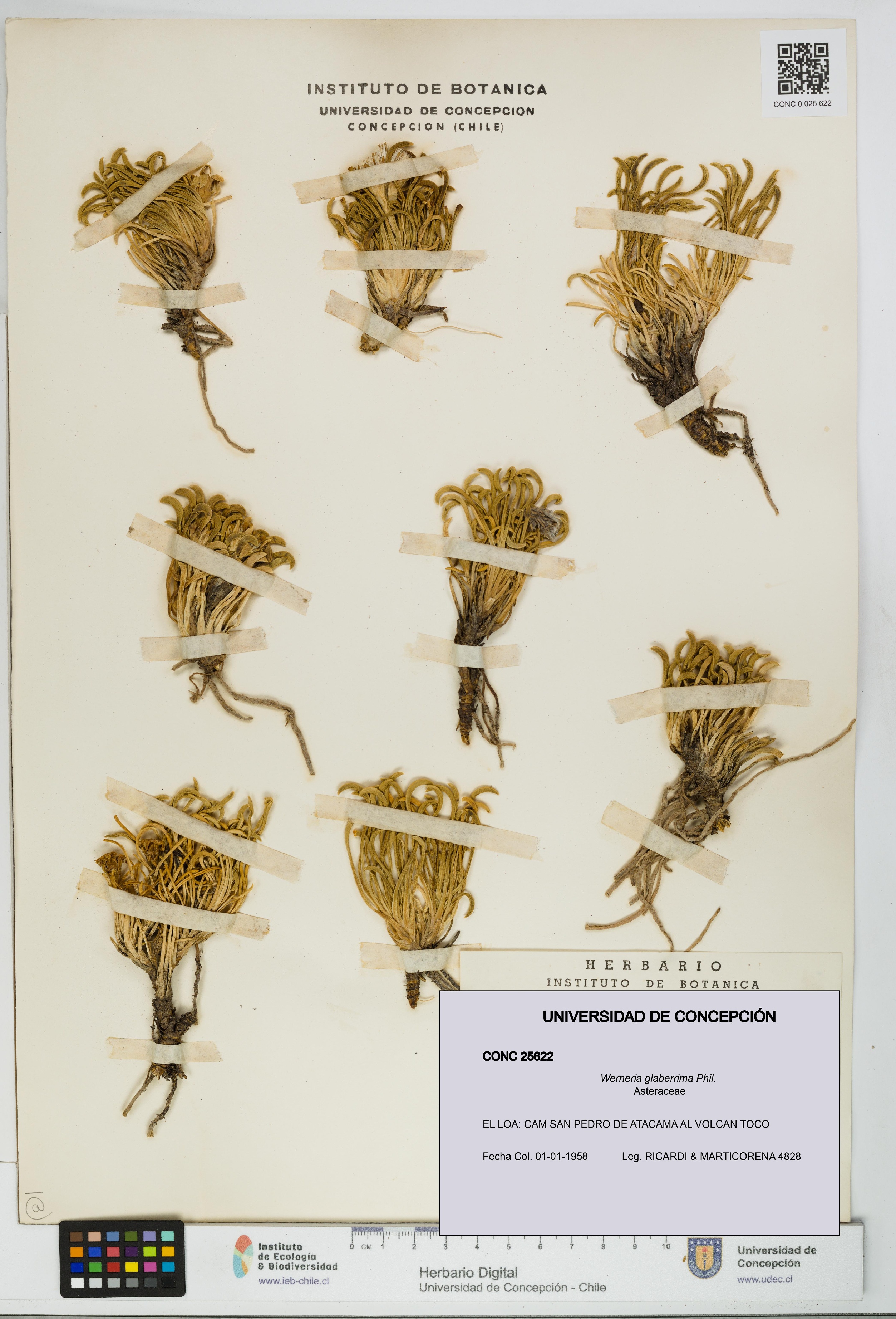 Werneria glaberrima [Espécimen: UDEC:CONC:0025622]