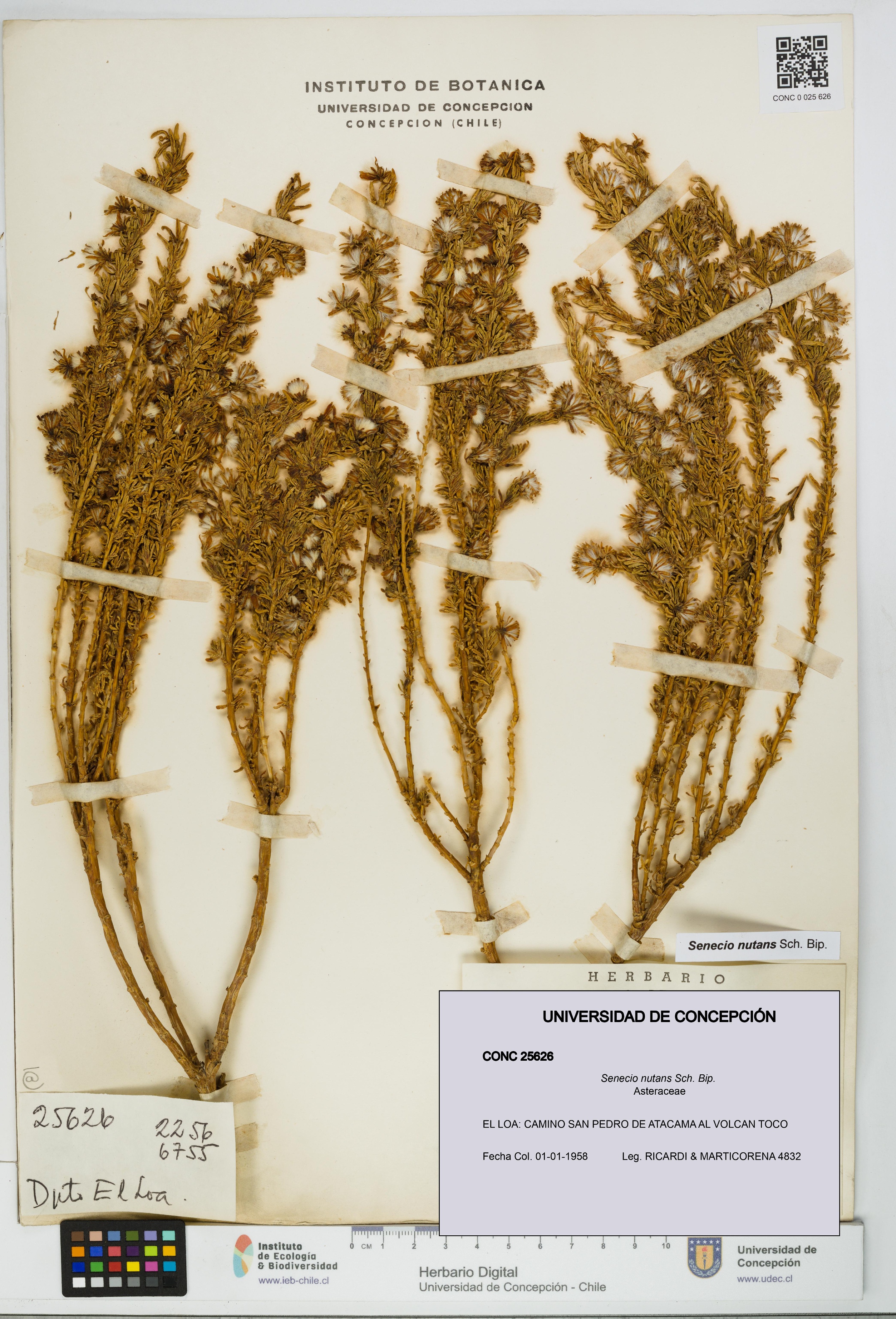 Senecio nutans [Espécimen: UDEC:CONC:0025626]