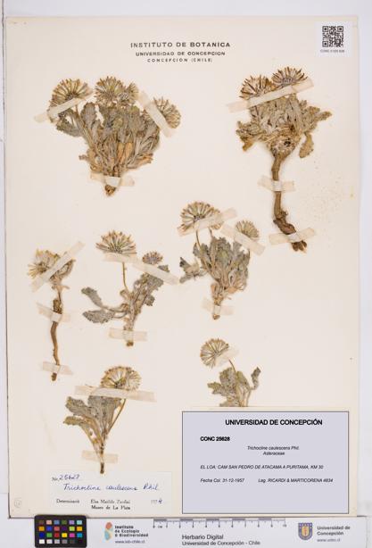 Trichocline caulescens [Espécimen: ]