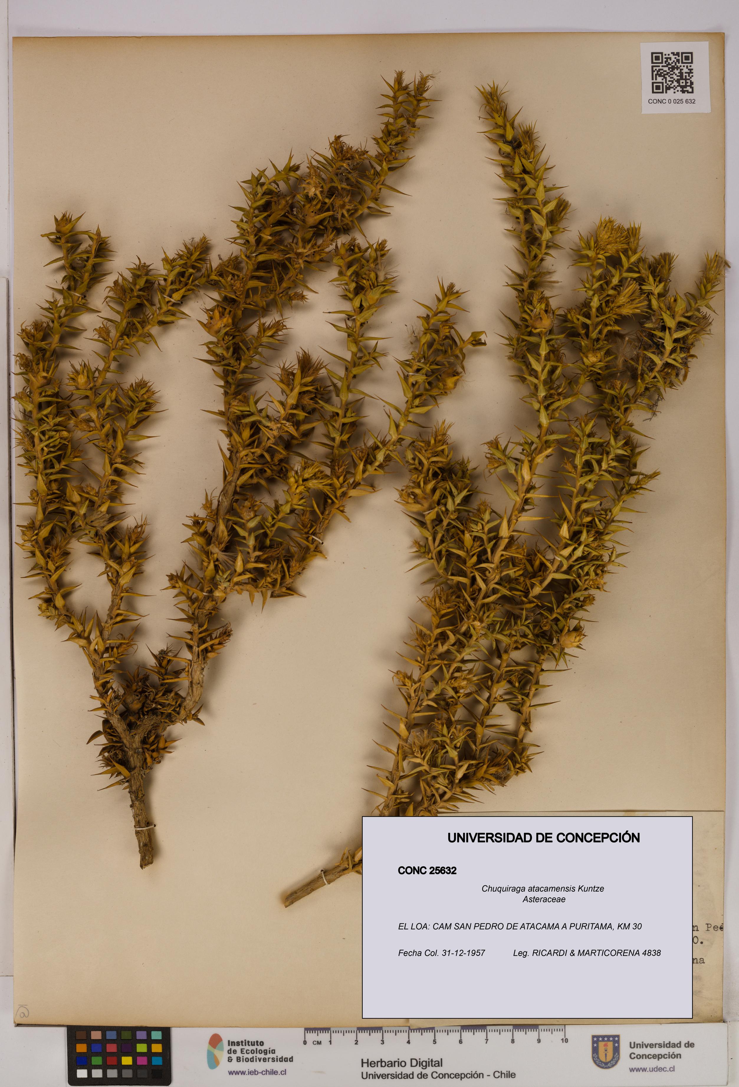 Chuquiraga atacamensis [Espécimen: UDEC:CONC:0025632]