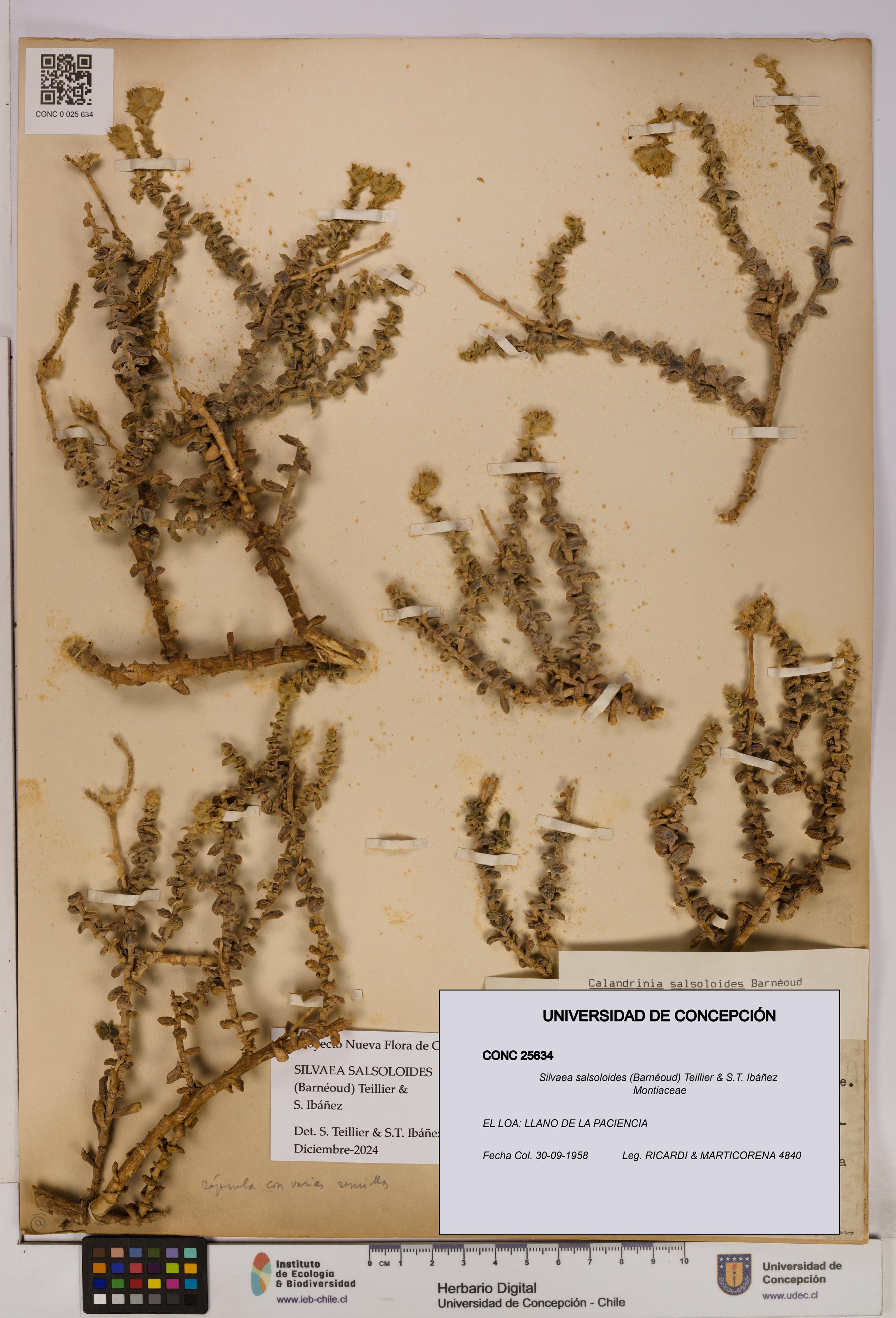 Silvaea salsoloides [Espécimen: UDEC:CONC:0025634]