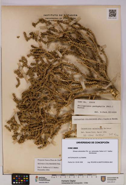 Silvaea celosioides var. celosioides [Espécimen: UDEC:CONC:0025635]