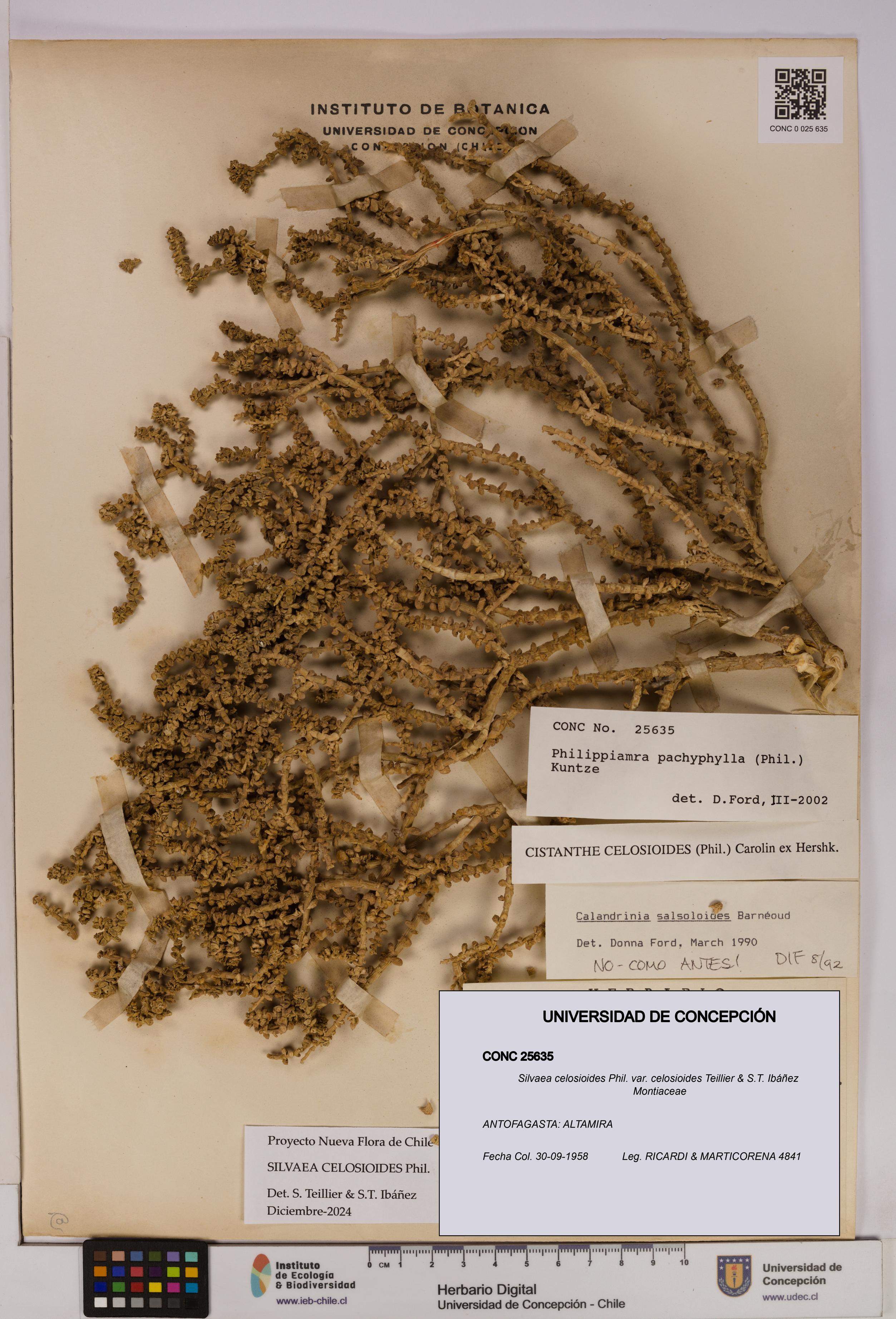 Silvaea celosioides var. celosioides [Espécimen: UDEC:CONC:0025635]