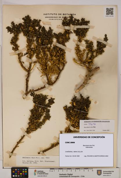 Baccharis tola [Espécimen: UDEC:CONC:0025636]