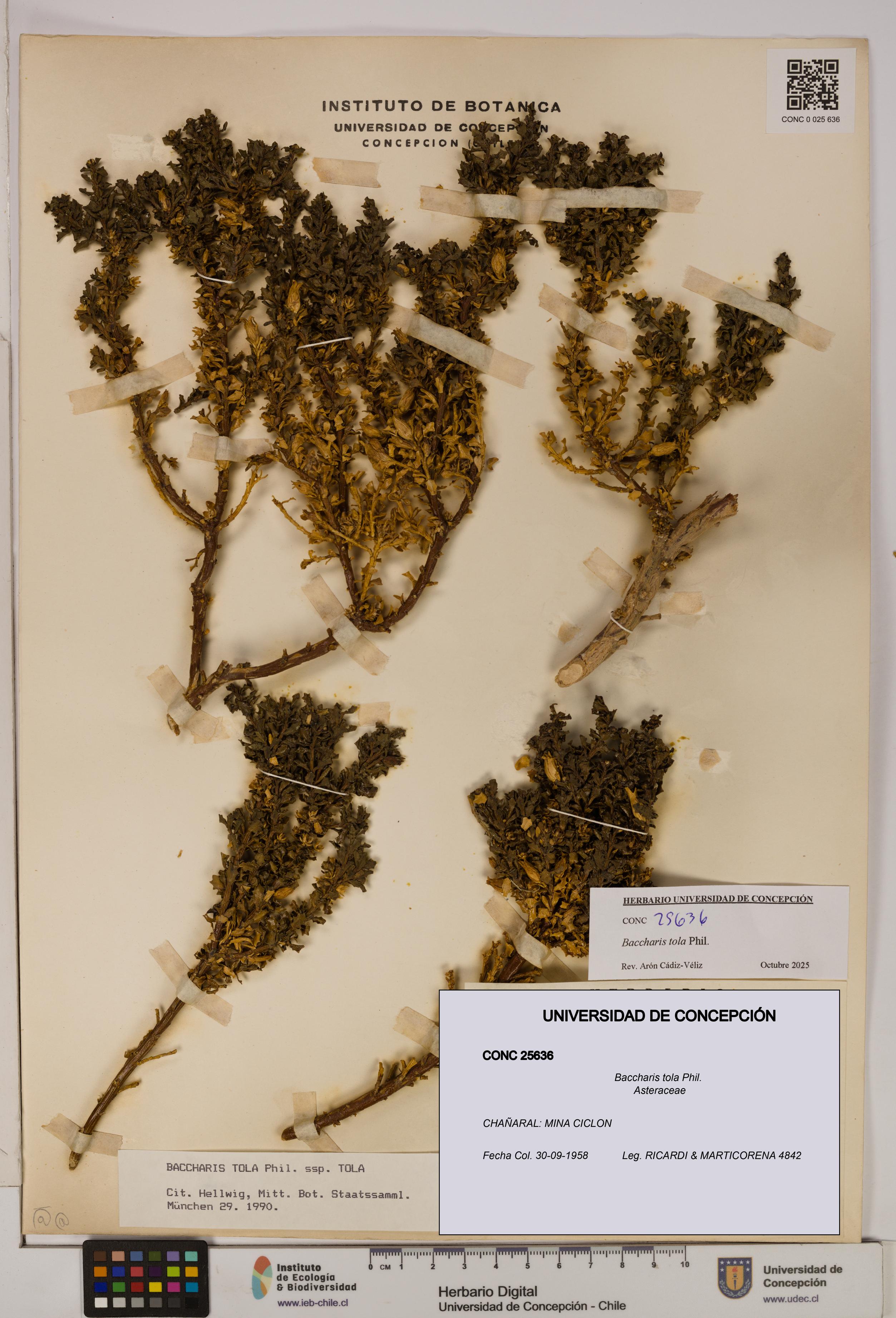 Baccharis tola [Espécimen: UDEC:CONC:0025636]