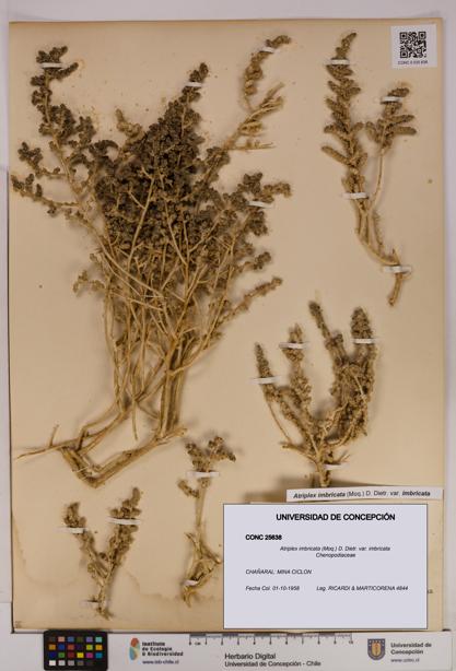 Atriplex imbricata [Espécimen: UDEC:CONC:0025638]