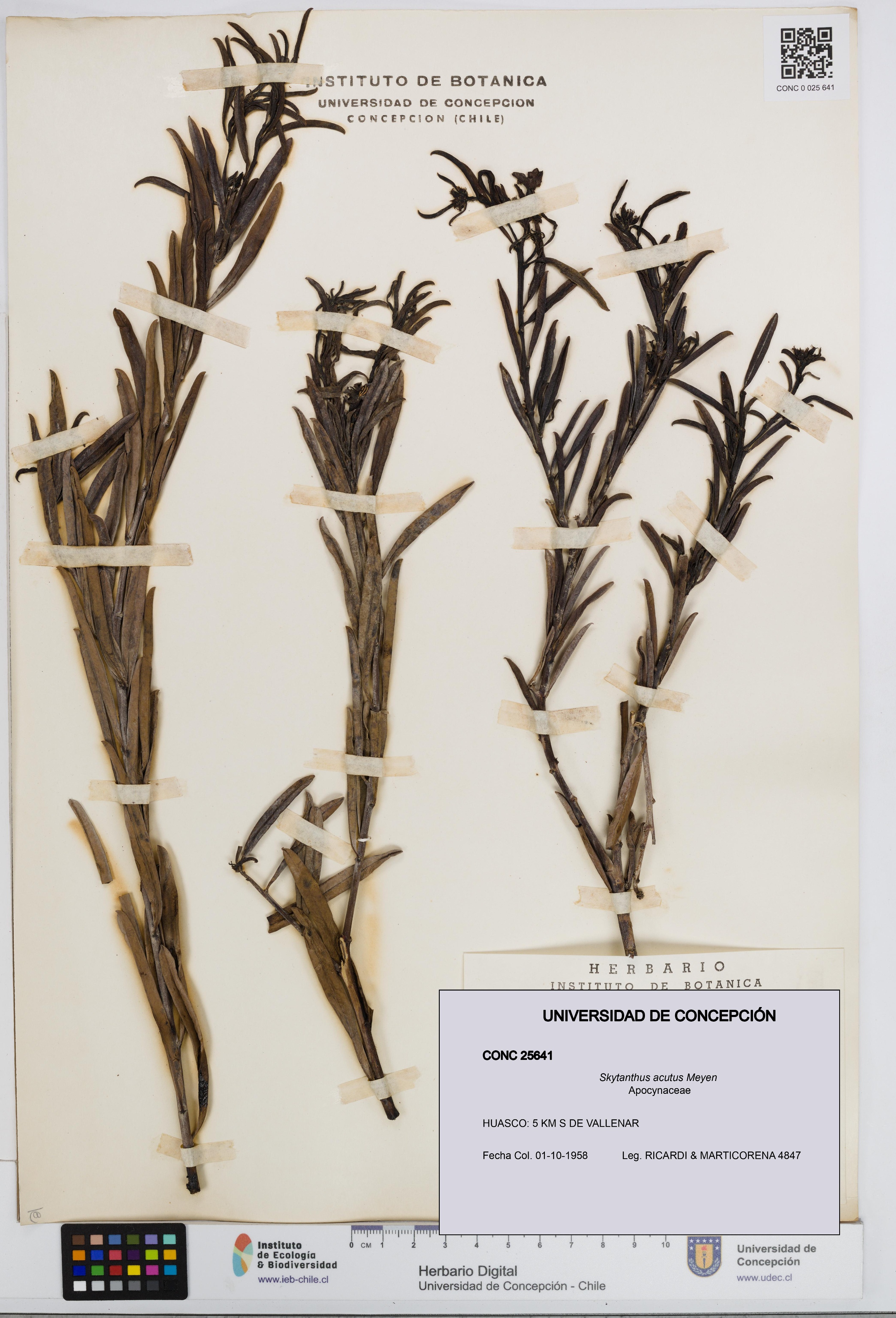 Skytanthus acutus [Espécimen: UDEC:CONC:0025641]