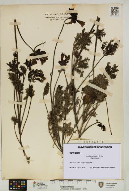 Argylia radiata [Espécimen: UDEC:CONC:0025643]